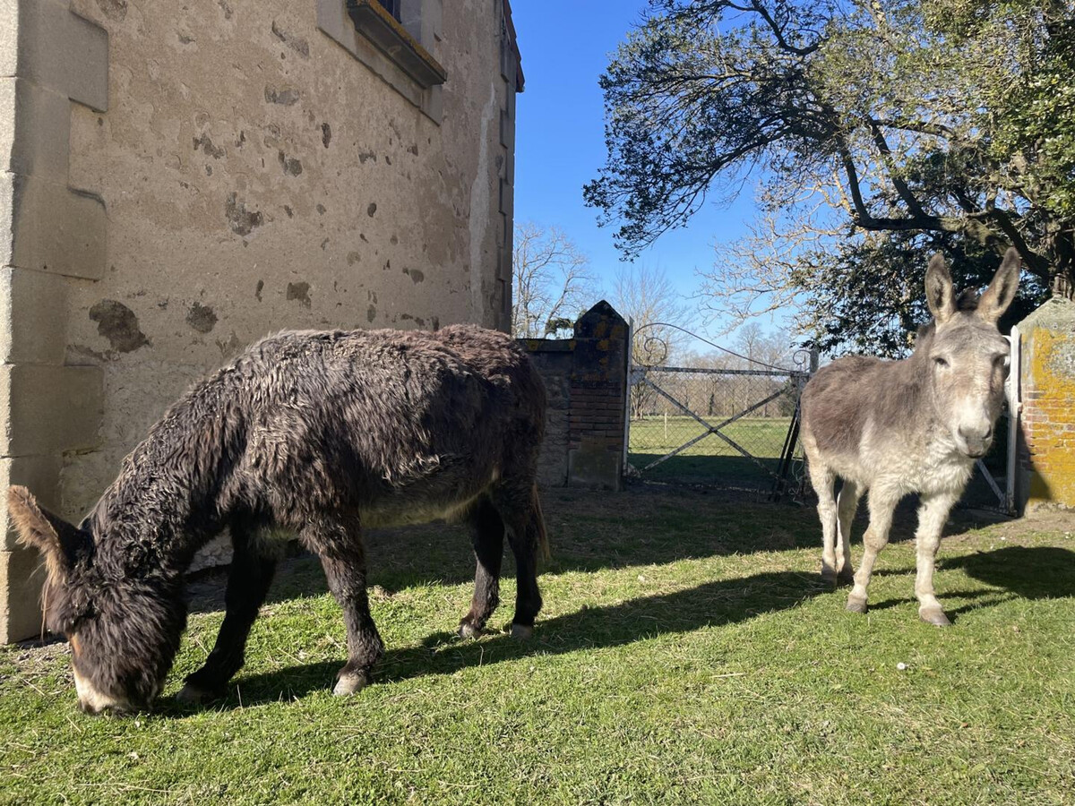 Gîte 8 pers. avec piscine et jardin campagne à Meillard - Photo 28