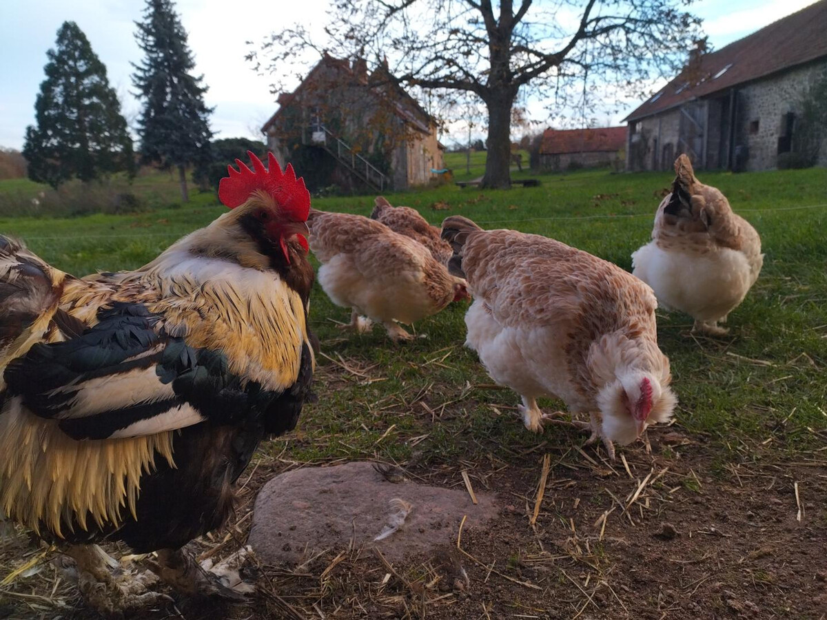 Gîte Rouge à la ferme - 2 personnes, animaux acceptés - Photo 16