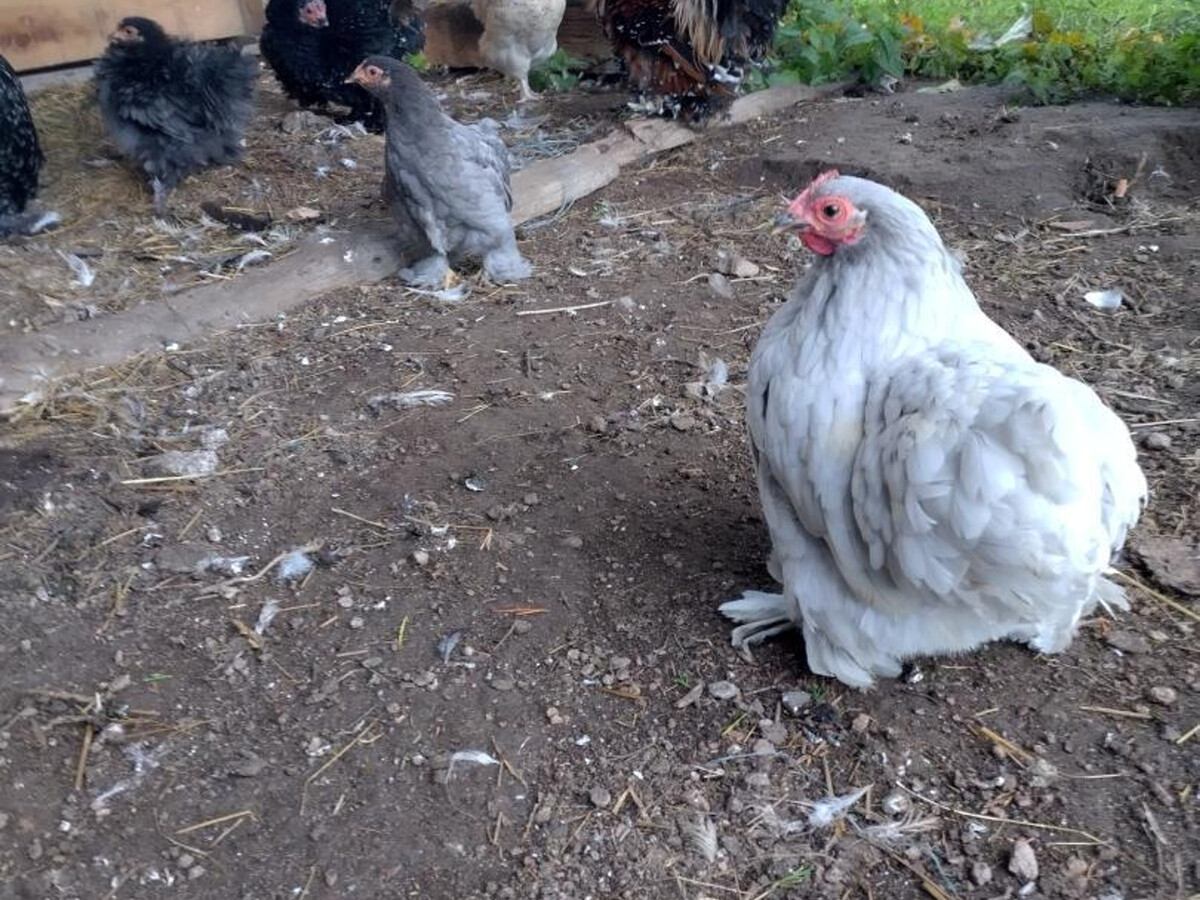 Gîte Rouge à la ferme - 2 personnes, animaux acceptés - Photo 17