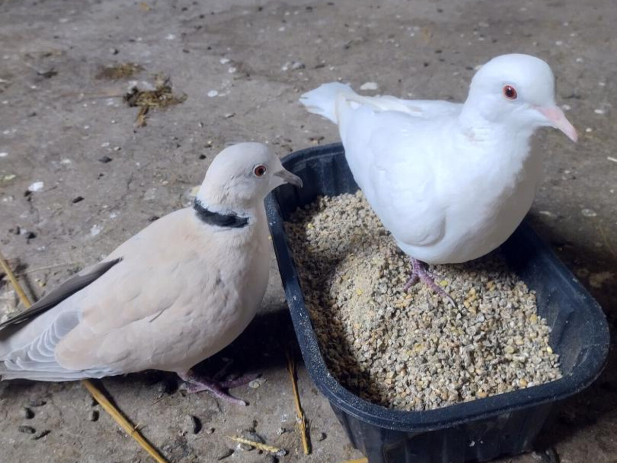 Gîte à la ferme pour 2 personnes à Saint-Bonnet-de-Four - Photo 11