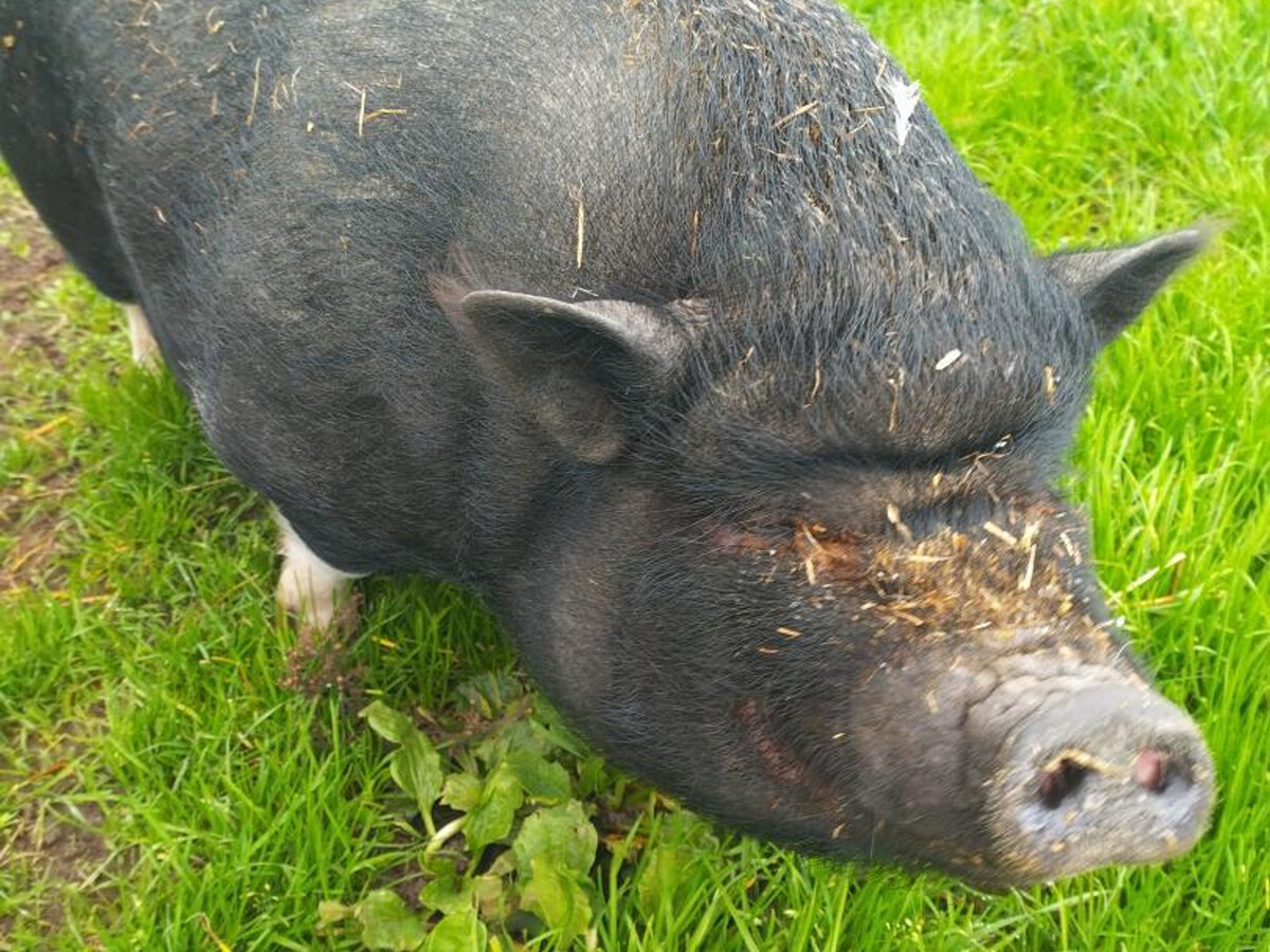 Gîte à la ferme pour 2 personnes à Saint-Bonnet-de-Four - Photo 13