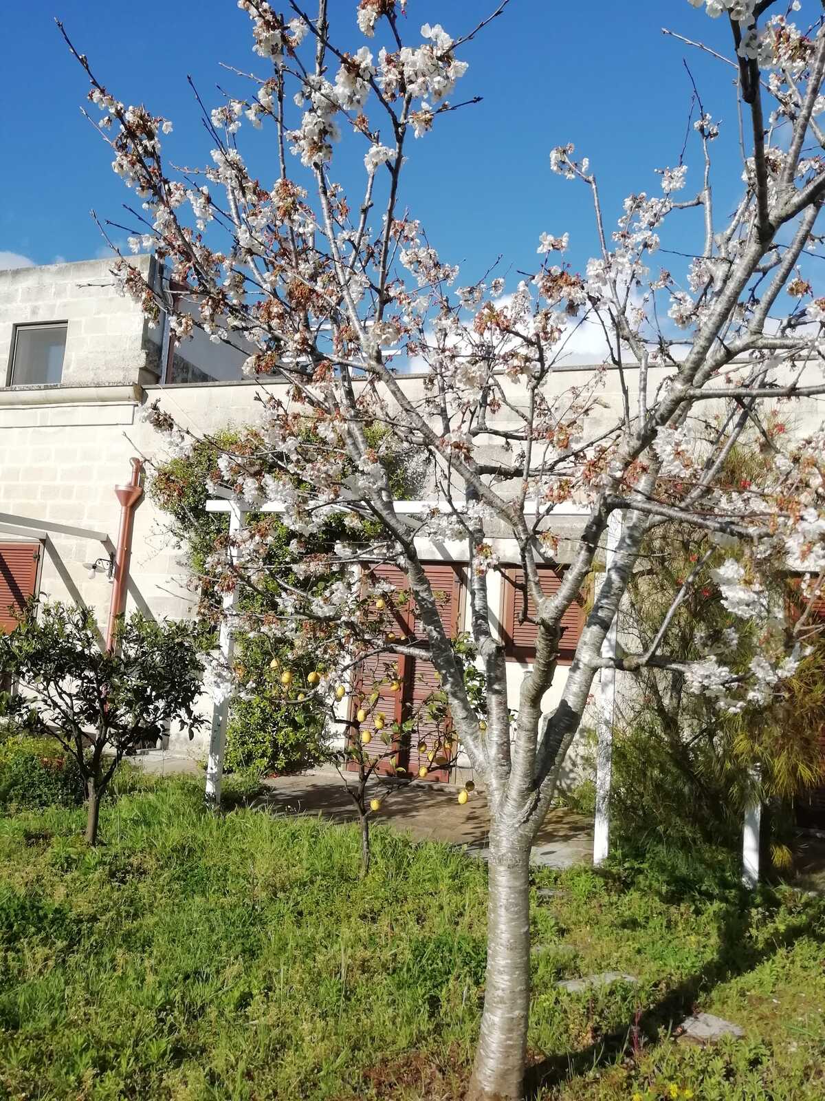 Appartement 5 pers. avec piscine à Minervino di Lecce - Photo 27