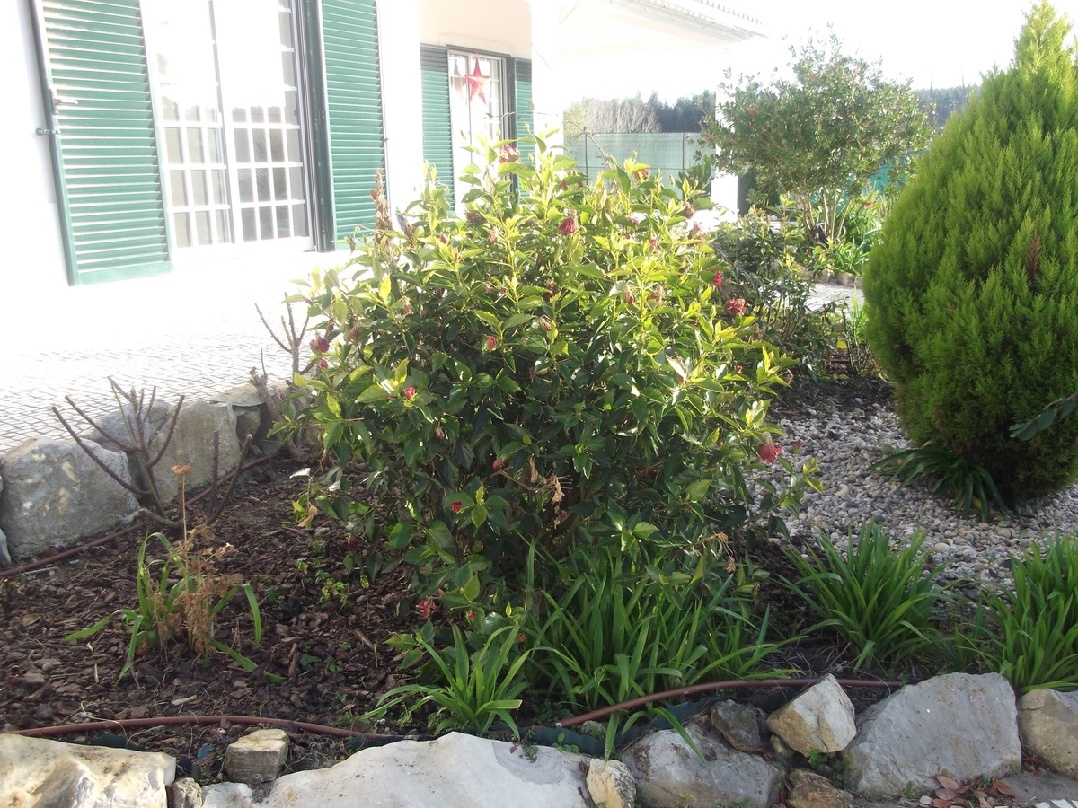 Maison 8 chambres à São Bartolomeu, 16 personnes + jardin - Photo 21