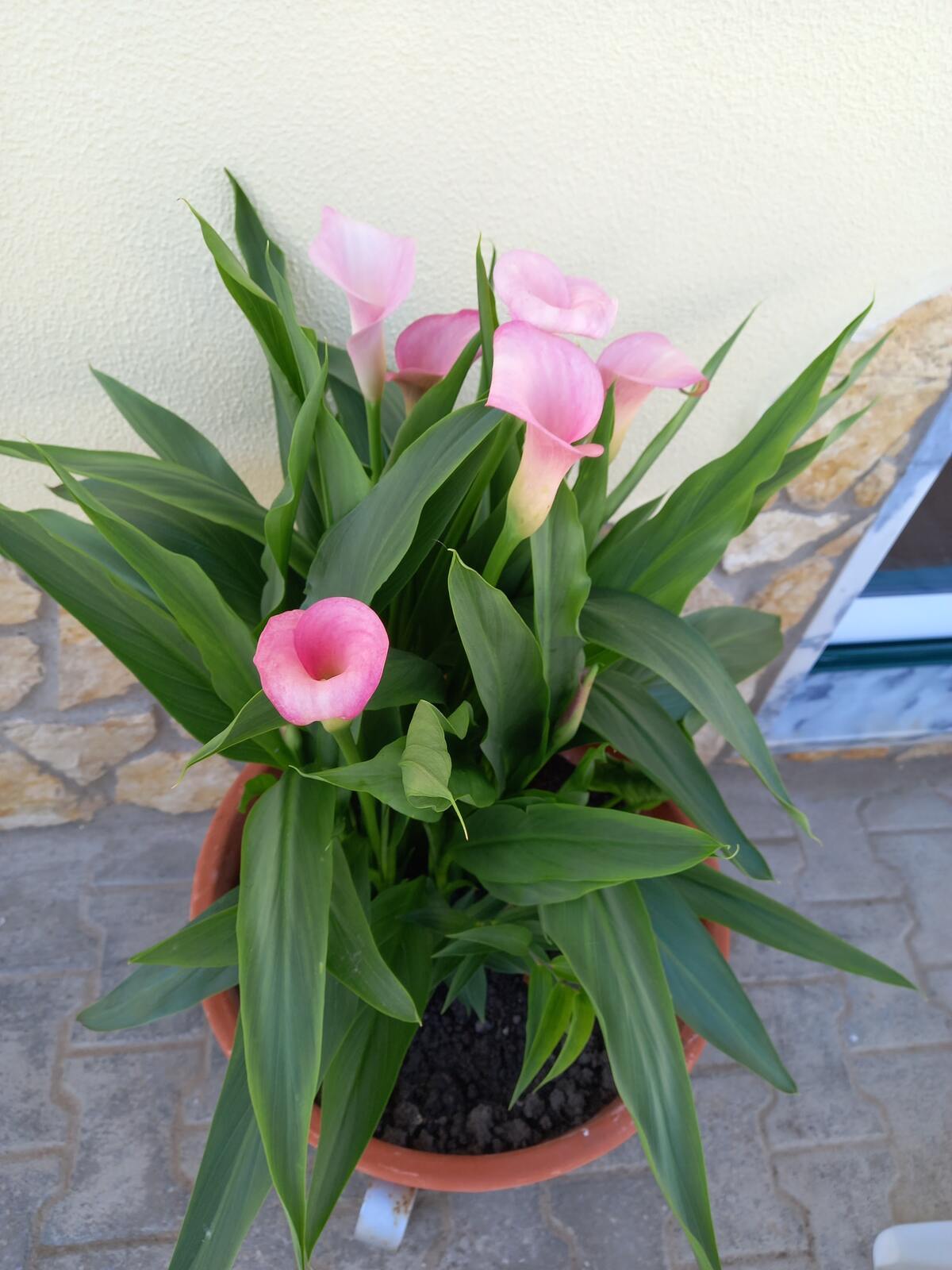Maison 8 chambres à São Bartolomeu, 16 personnes + jardin - Photo 23