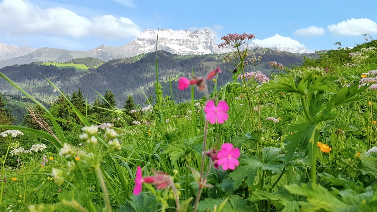 Appartement 41 m² La Chapelle-d'Abondance, balcon vue montagne - Photo 14