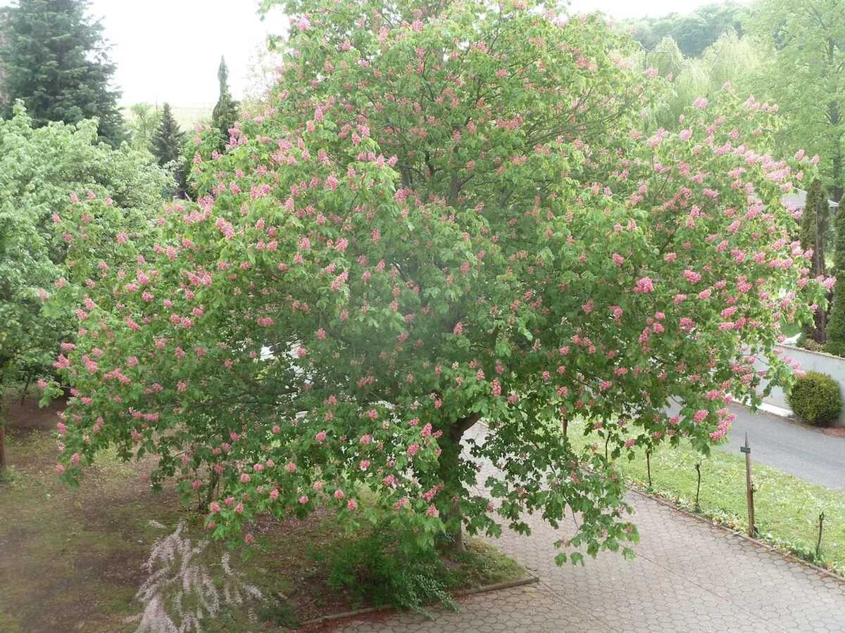 Appartement 3 chambres à Epfig avec jardin et barbecue - Photo 29