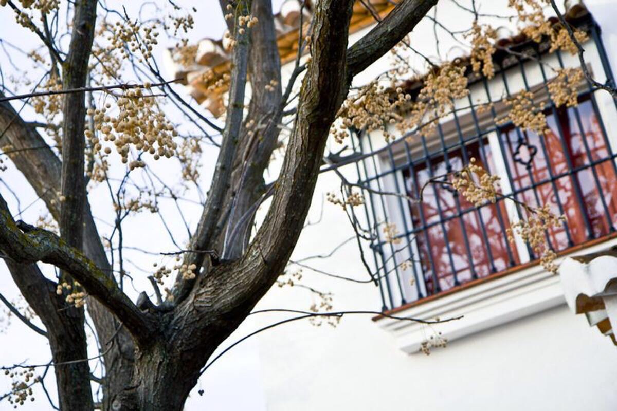 Villa 750 m² à Atarfe, piscine chauffée et vue Sierra Nevada - Photo 19