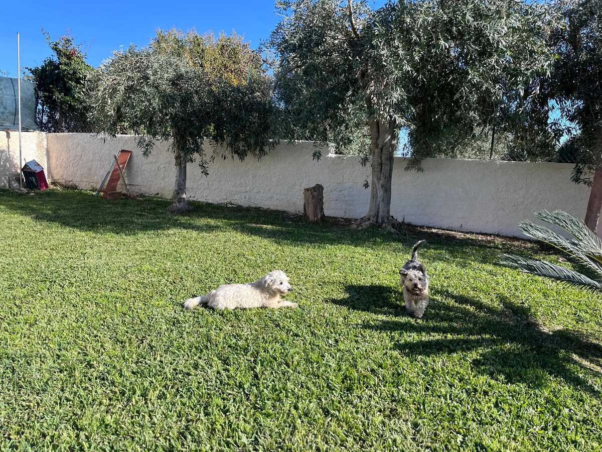 Maison 5 pers. avec jardin clos et barbecue à Fontane Bianche - Photo 41