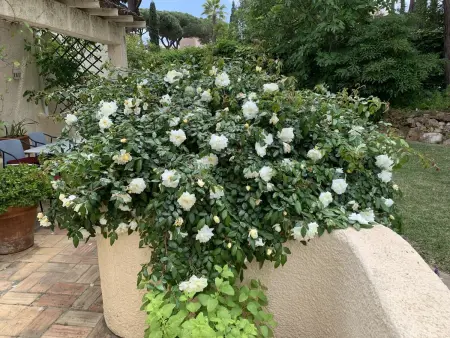 Villa familiale à Vilamoura avec piscine privée chauffée : photo 36