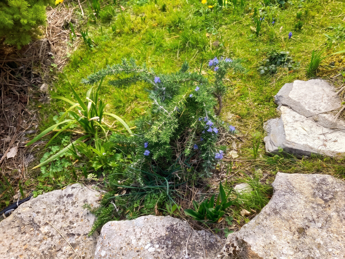 Maison 4 pers. avec jardin clôturé et vue montagne à Vachères - Photo 42