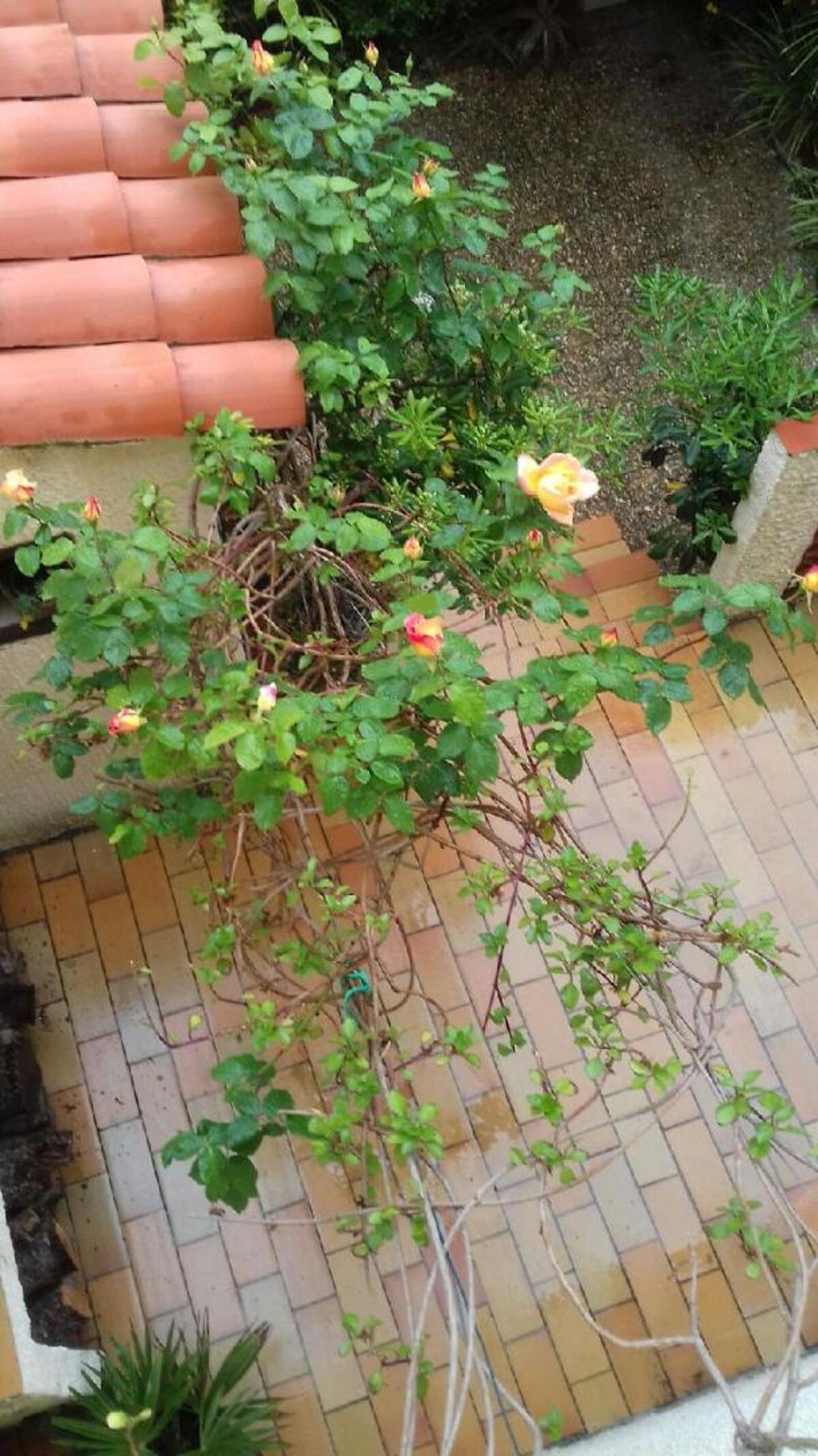 Maison avec grand jardin clos et barbecue à Sainte-Marie - Photo 17