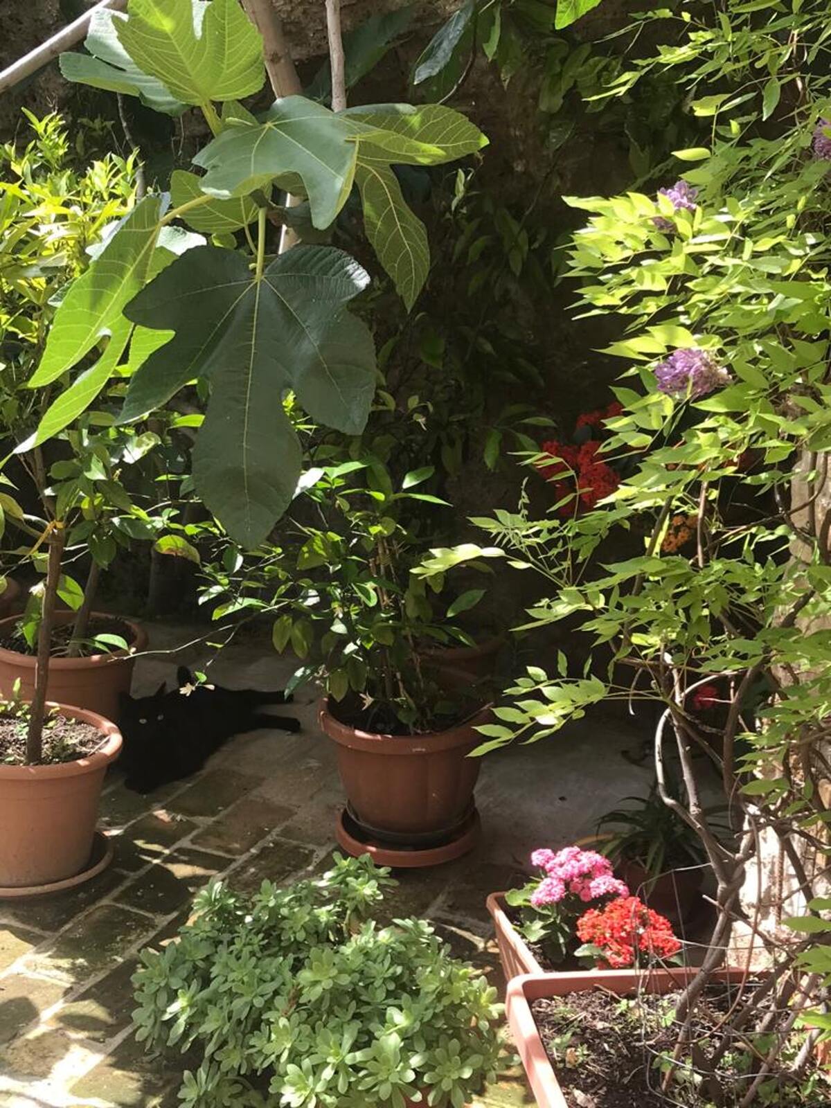 Appartement 60 m² Montenero, vue montagne et jardin - Photo 18