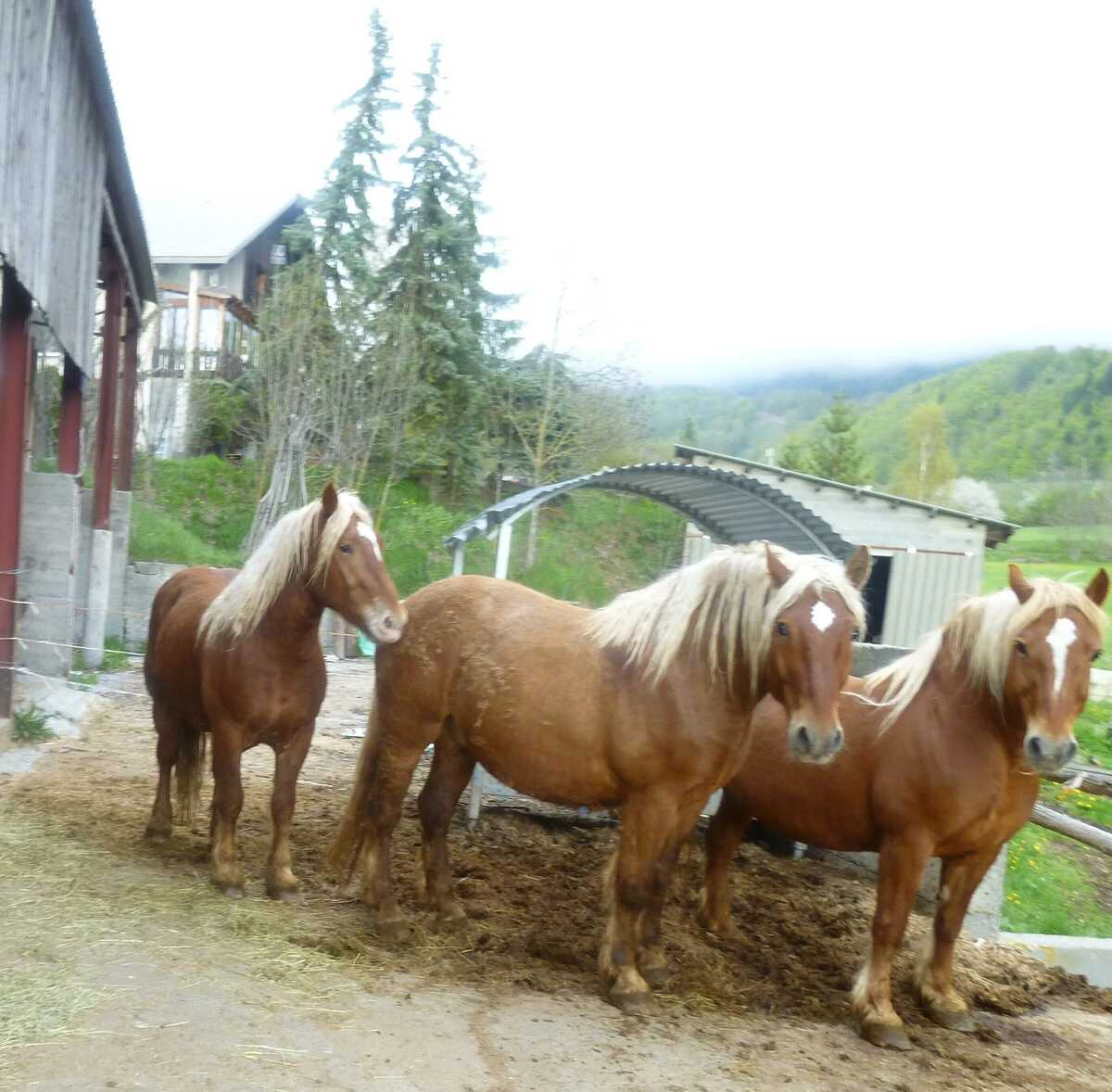 Maison 6 pers. à Saint-Léger-les-Mélèzes, accès pistes - Photo 15