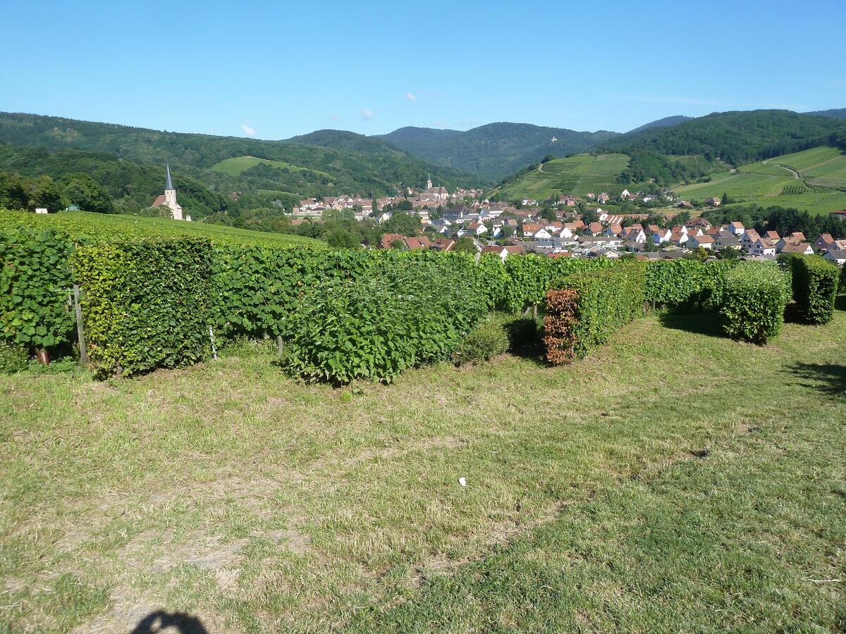 Appartement 60 m² avec jardin et vue montagne à Bernardvillé - Photo 10
