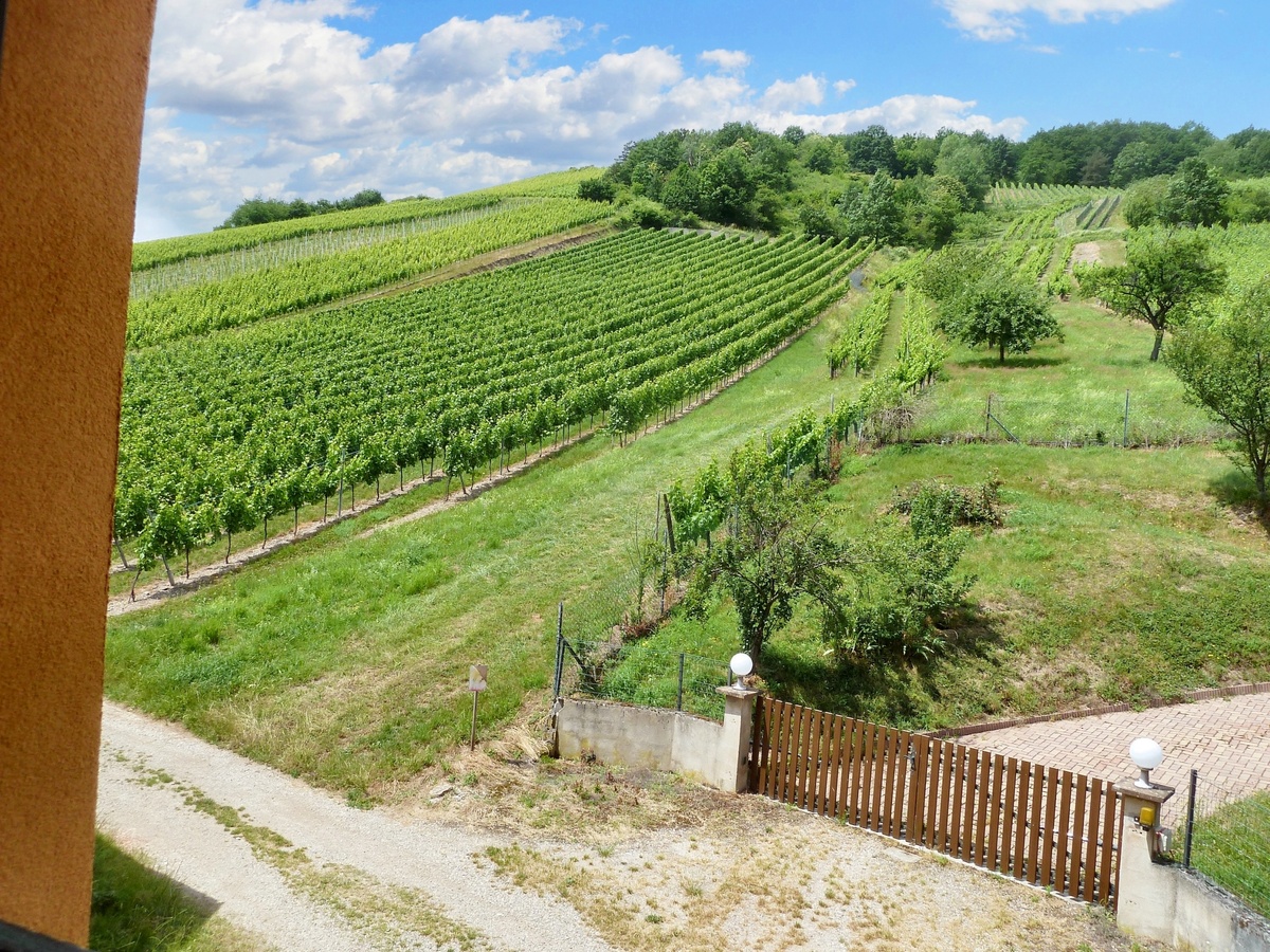 Appartement 60 m² avec jardin et vue montagne à Bernardvillé - Photo 11