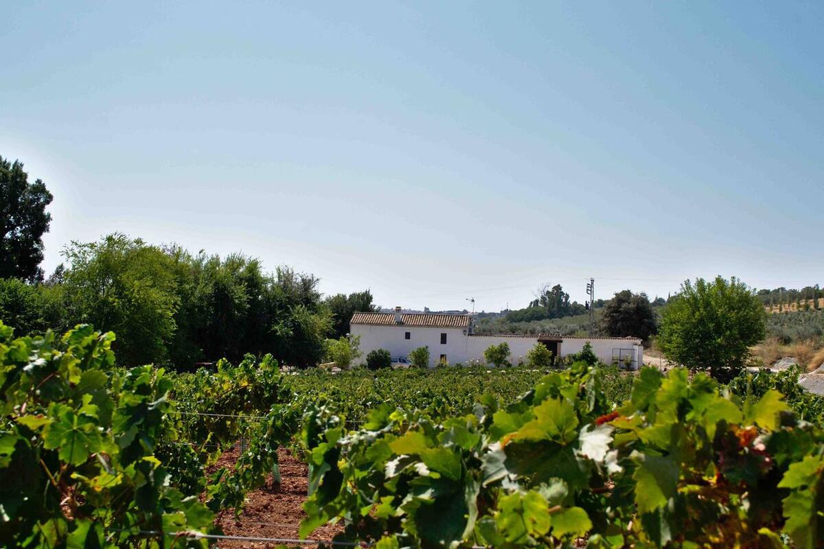Villa 8 chambres avec piscine privée à Montilla - Photo 2