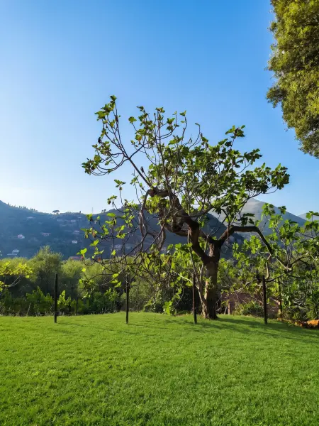 Maison de charme entre Sant'Agostino et Sperlonga, jardin : photo 33