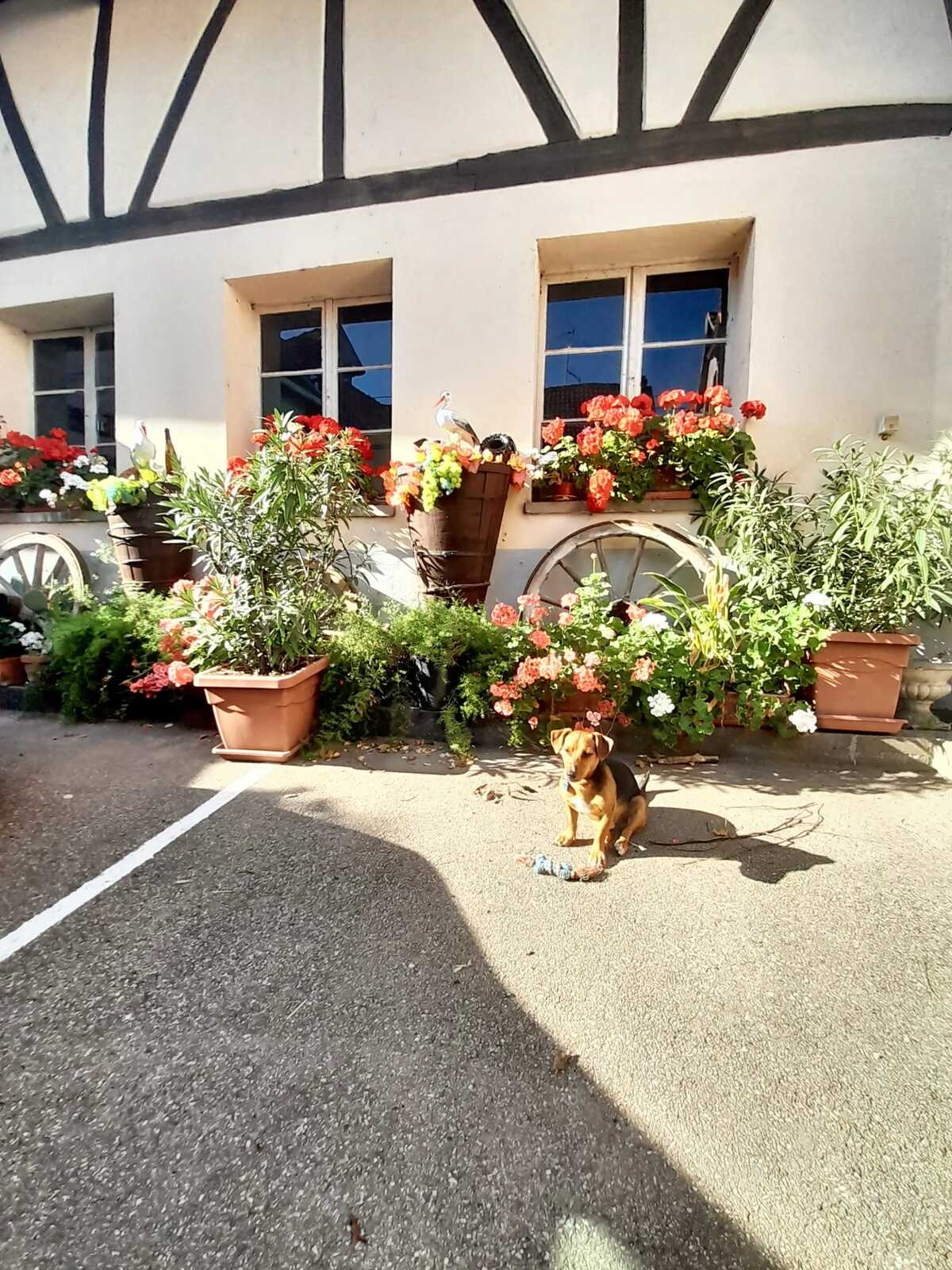 Maison 4 personnes à Ingersheim, vue montagnes et jardin - Photo 15