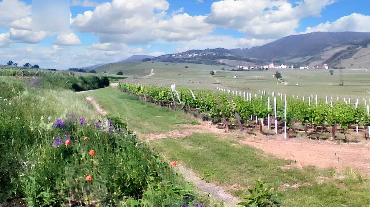 Maison 4 personnes à Ingersheim, vue montagnes et jardin - Photo 18