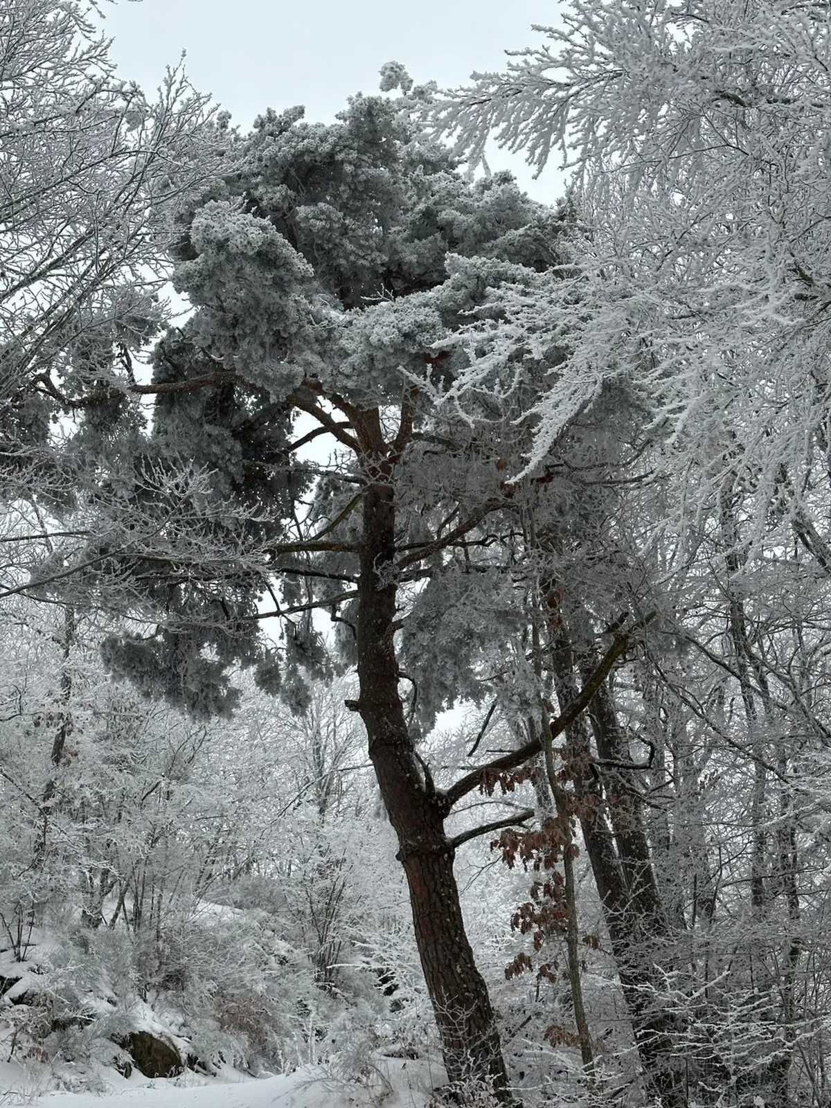 Maison 5 pers. Ferrières-Saint-Mary, jardin vue montagne - Photo 38