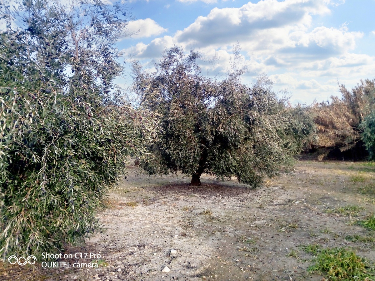 Maison 10 pers. avec piscine ouverte toute l'année à Montilla - Photo 79