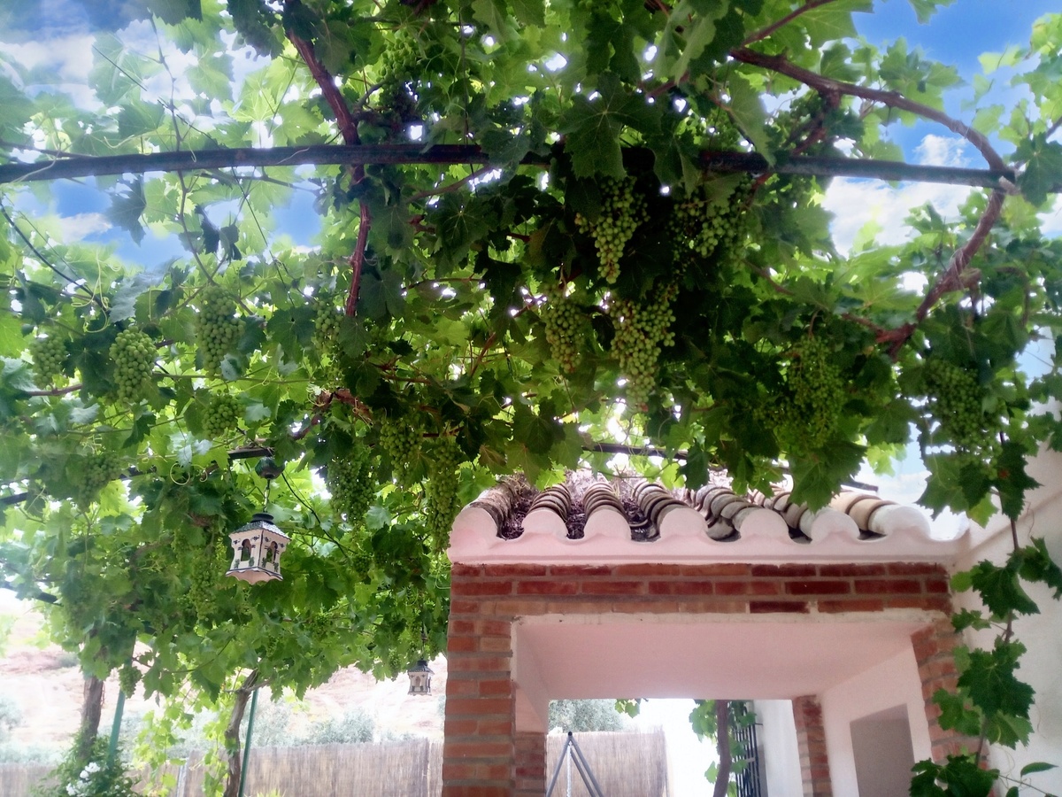 Maison 10 pers. avec piscine ouverte toute l'année à Montilla - Photo 110