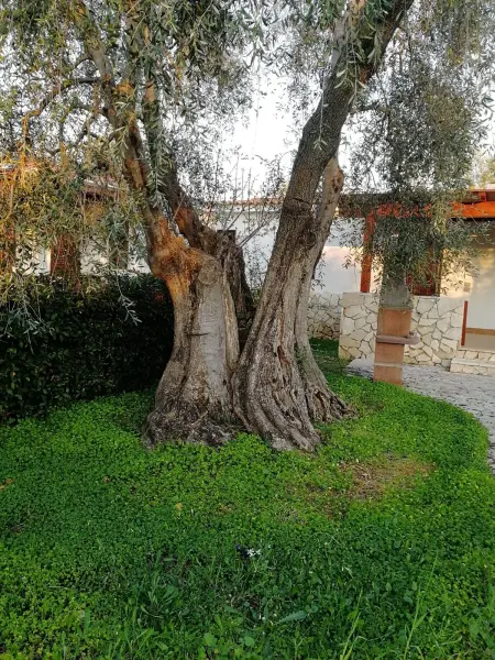 Appartement 35 m² avec piscine partagée à Vieste, Italie : photo 25