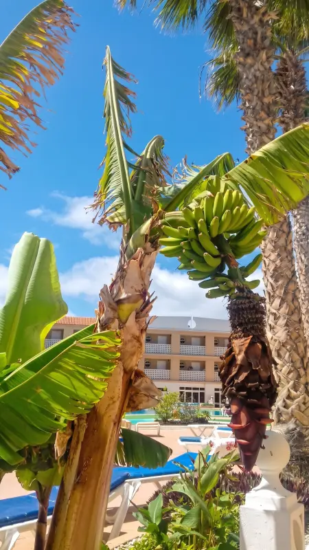 Appartement cosy avec balcon et piscine à Costa del Silencio : photo 13