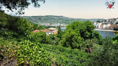 Villa avec piscine privée et vue montagne à Lamego, Portugal : photo 37