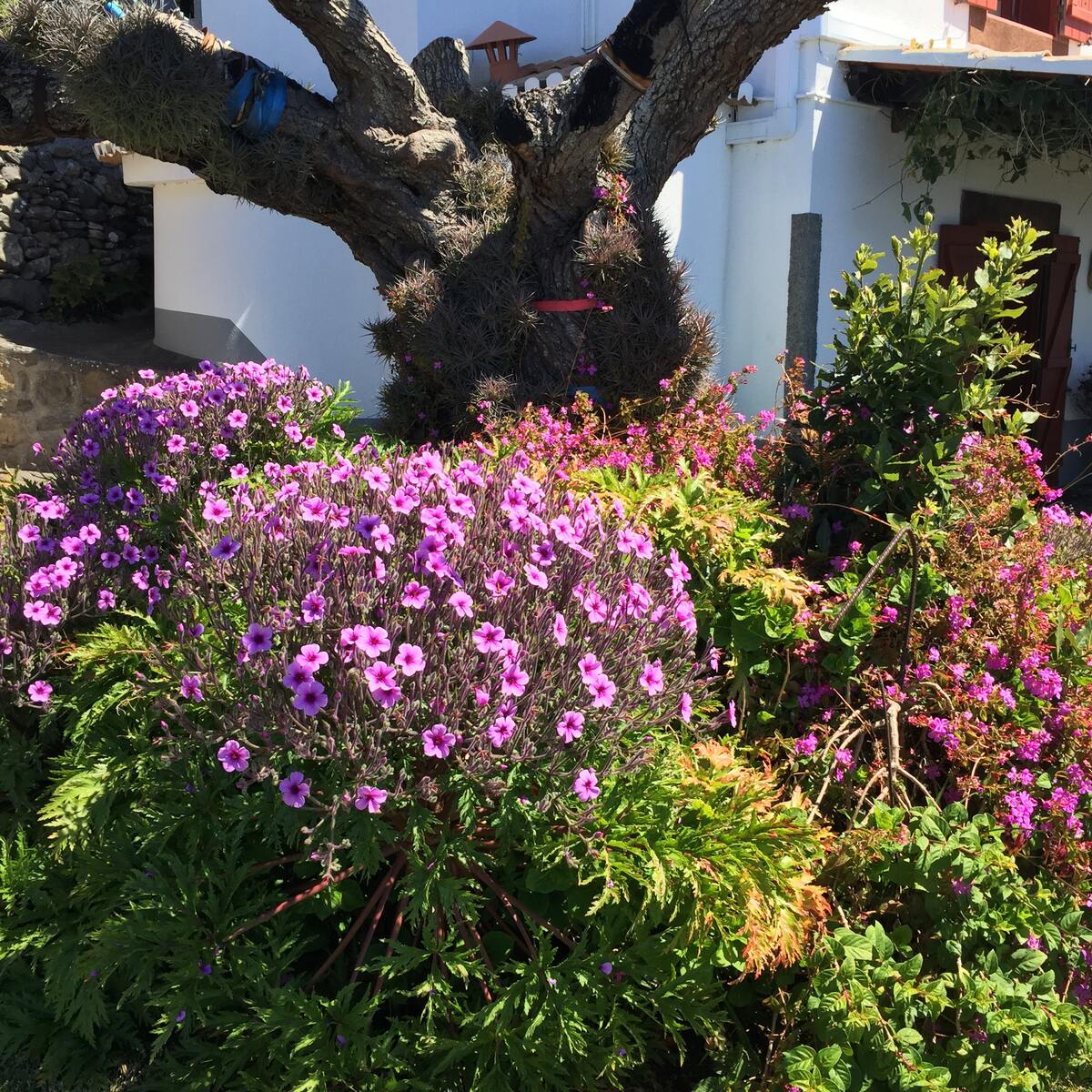 Maison vue mer à Fajã da Ovelha avec terrasse et barbecue - Photo 21