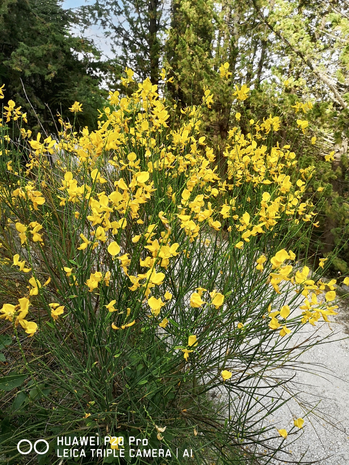 Maison 7 pers. à San Lorenzo, jardin clôturé et terrasse - Photo 25