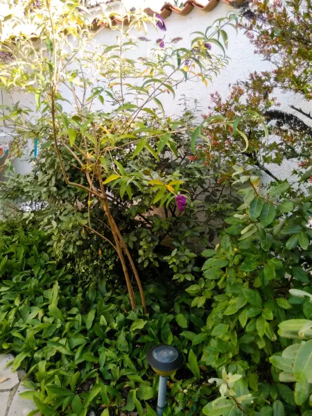 Maison charmante aux Mathes avec jardin clôturé. - Photo 19