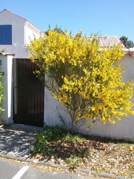 Maison charmante aux Mathes avec jardin clôturé. - Photo 25