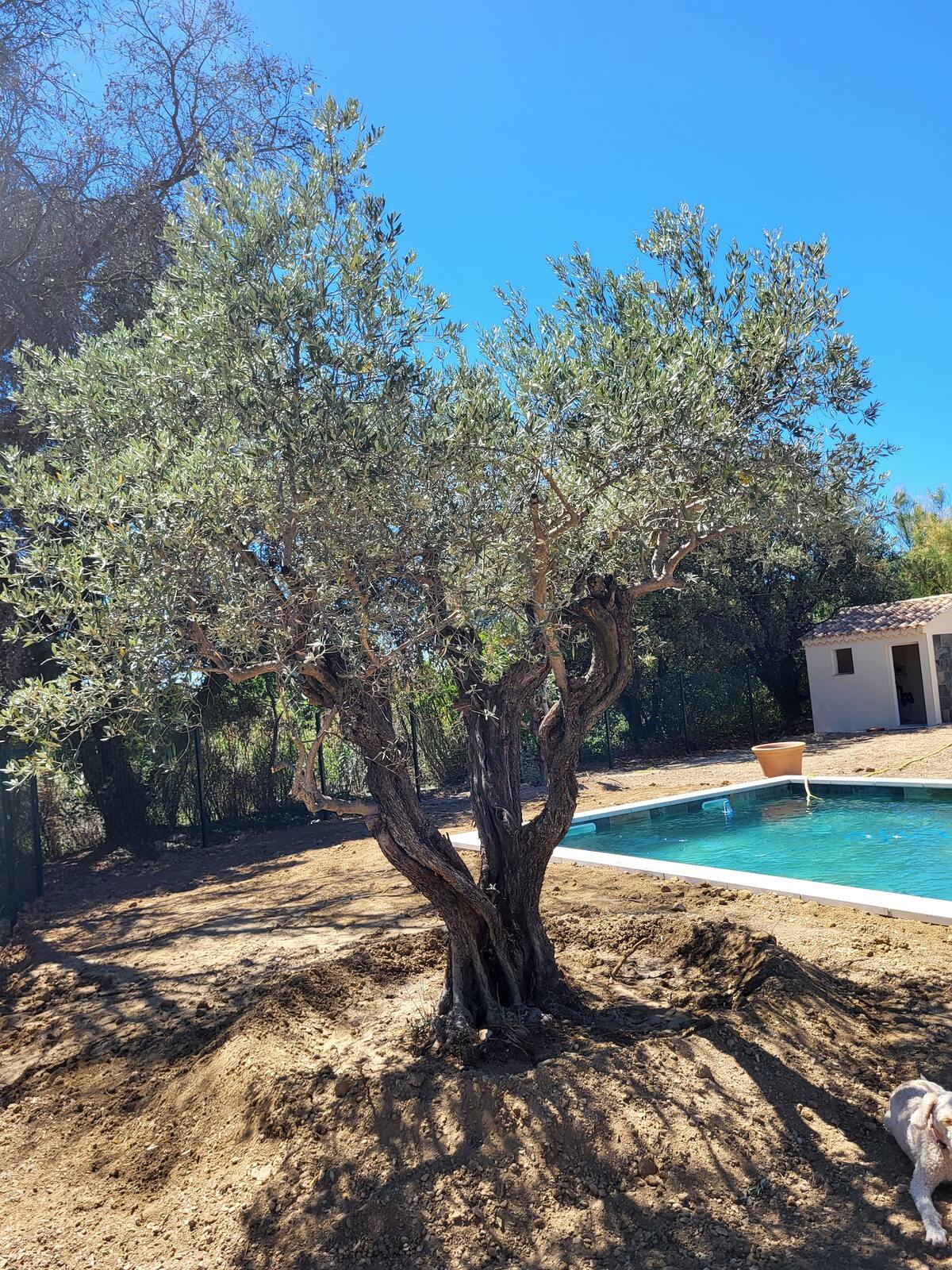 Villa 6 pers., piscine privée et terrasse à Aubignan - Photo 4