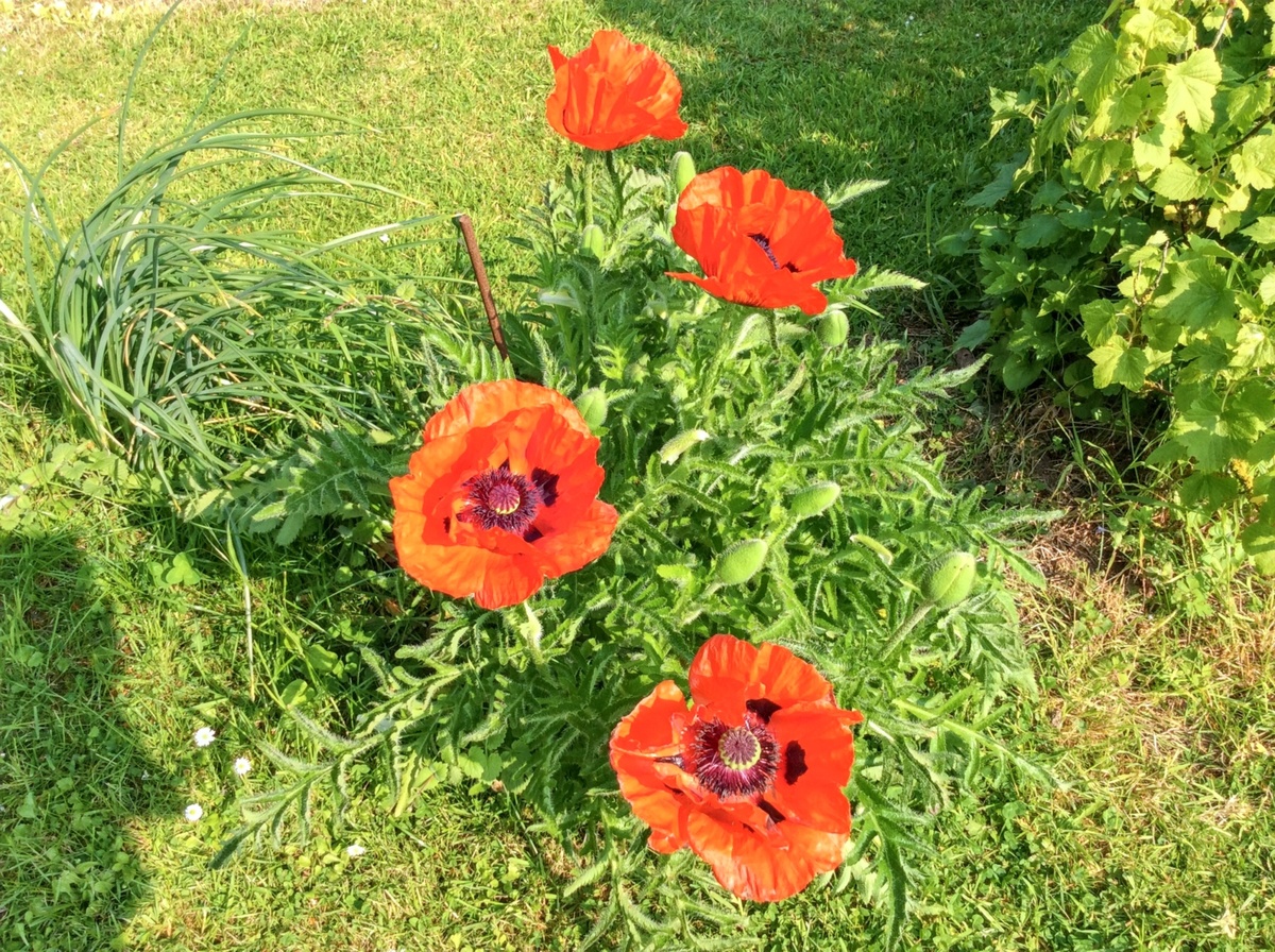 Maison 6 pers. à Mailly-Maillet, jardin clôturé et cheminée - Photo 17
