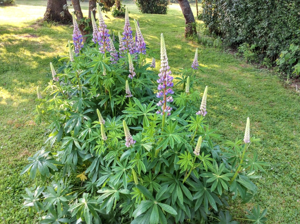 Maison 6 pers. à Mailly-Maillet, jardin clôturé et cheminée - Photo 18