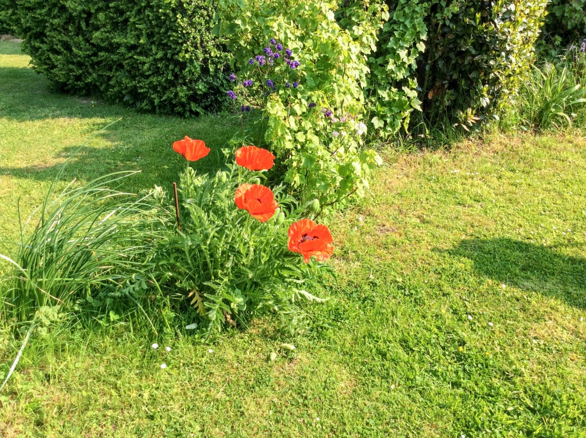 Maison 6 pers. à Mailly-Maillet, jardin clôturé et cheminée - Photo 19