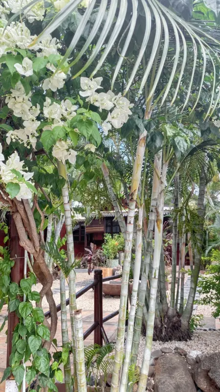 Maison avec jardin clos et piscine partagée à Albion, Maurice : photo 25