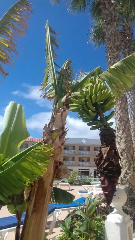 Studio 45 m² avec vue mer et piscine à Costa del Silencio : photo 15