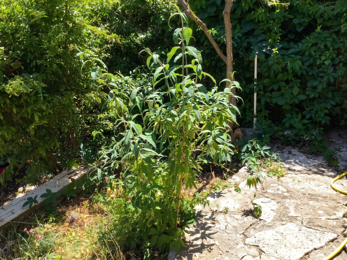 Maison 35 m² à Vachères, terrasse et jardin avec vue montagne - Photo 41
