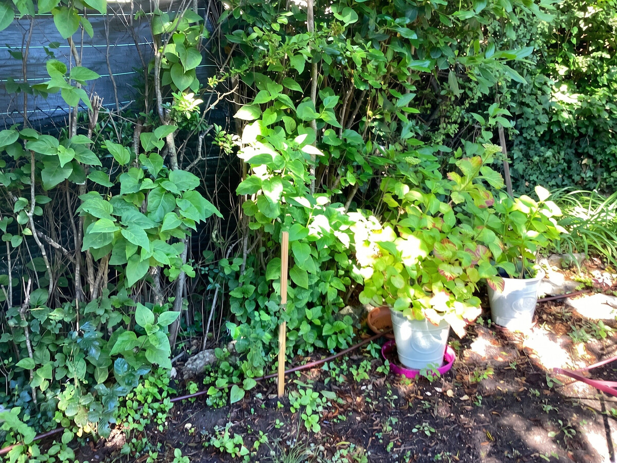 Maison 35 m² à Vachères, terrasse et jardin avec vue montagne - Photo 44