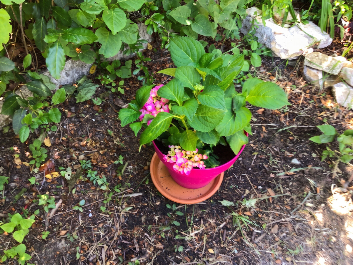 Maison 35 m² à Vachères, terrasse et jardin avec vue montagne - Photo 52