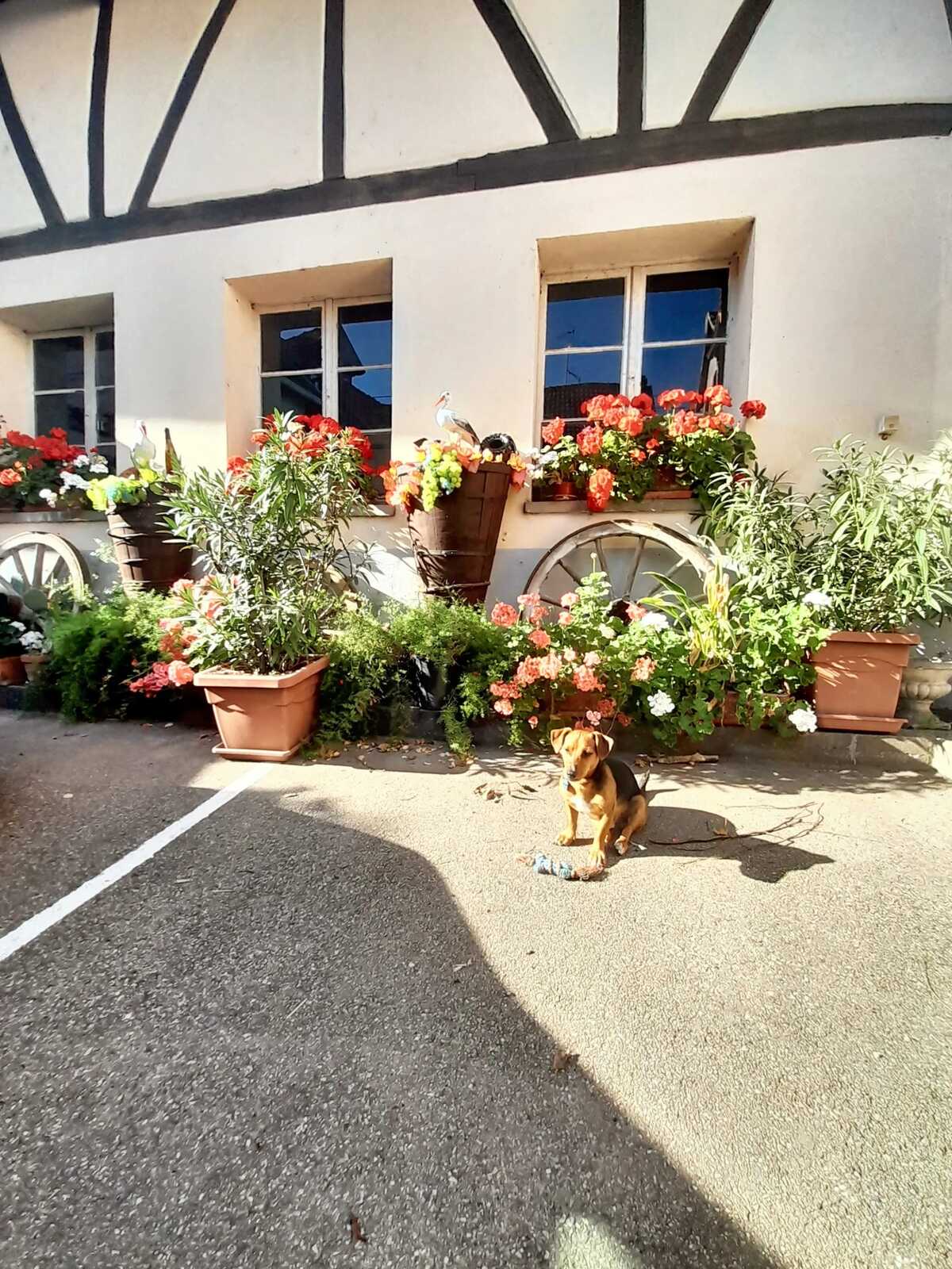 Maison 3 chambres avec jardin clos à Ingersheim - Photo 21