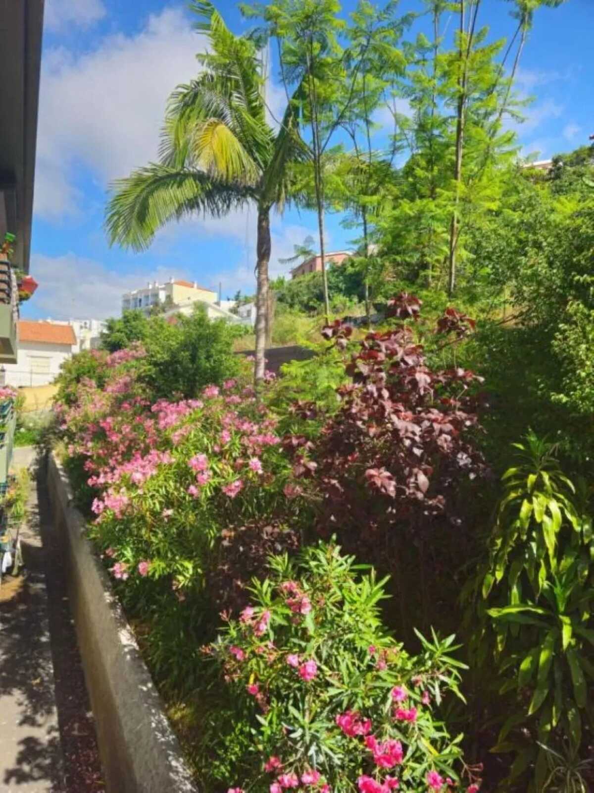Appartement 2 pers. à Funchal, balcon vue jardins - Photo 28