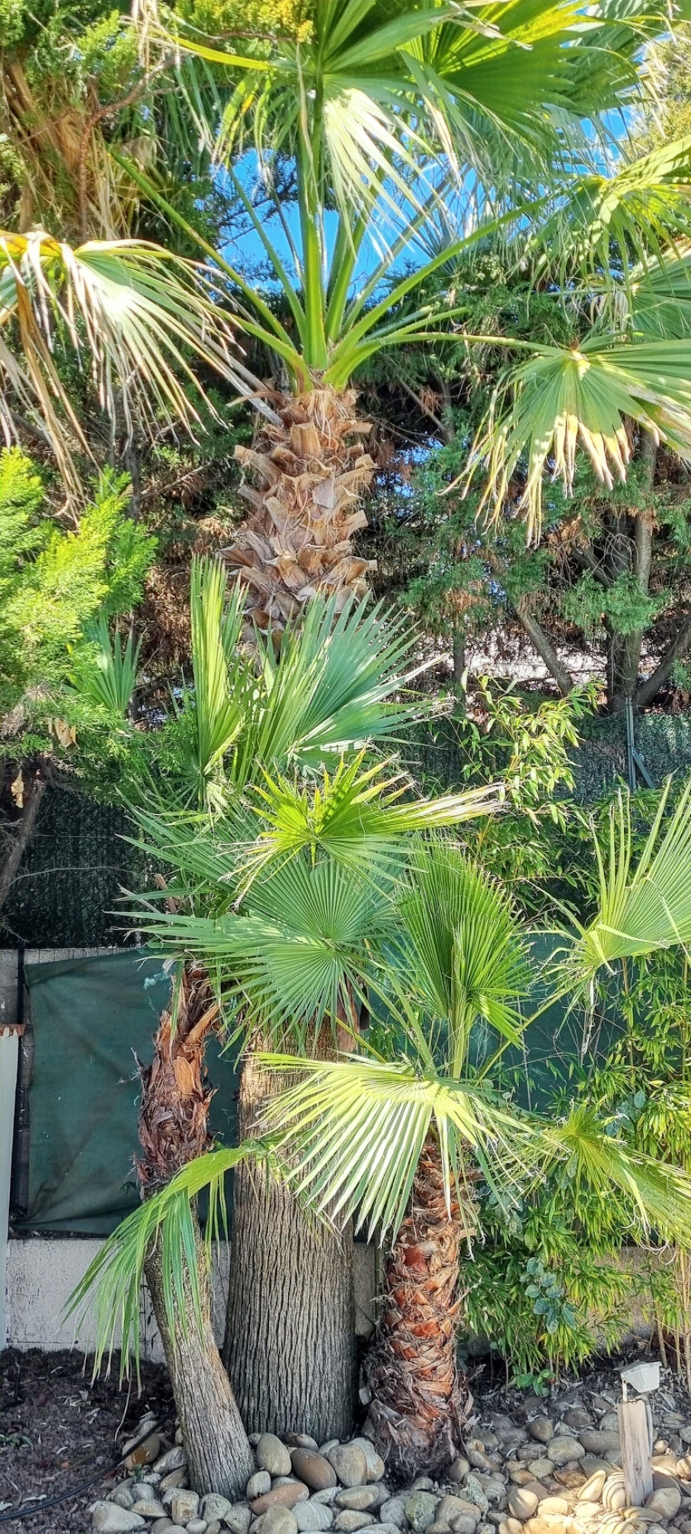Villa 8 pers., 4 ch., piscine privée à Agde - Photo 30