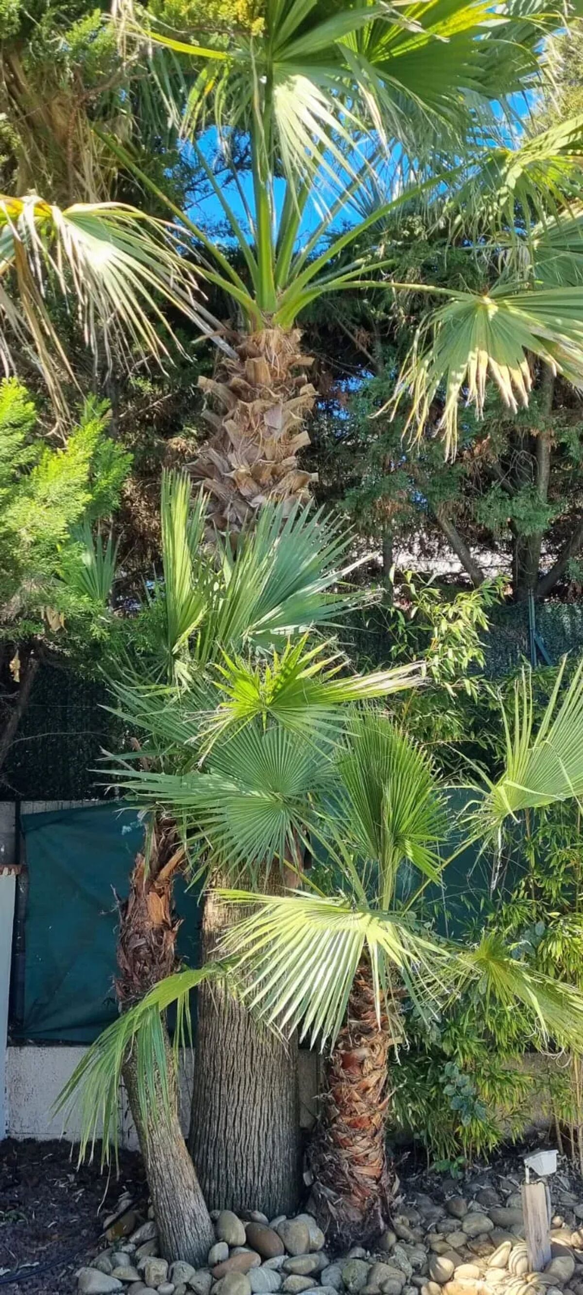 Villa 8 pers., 4 ch., piscine privée à Agde - Photo 42