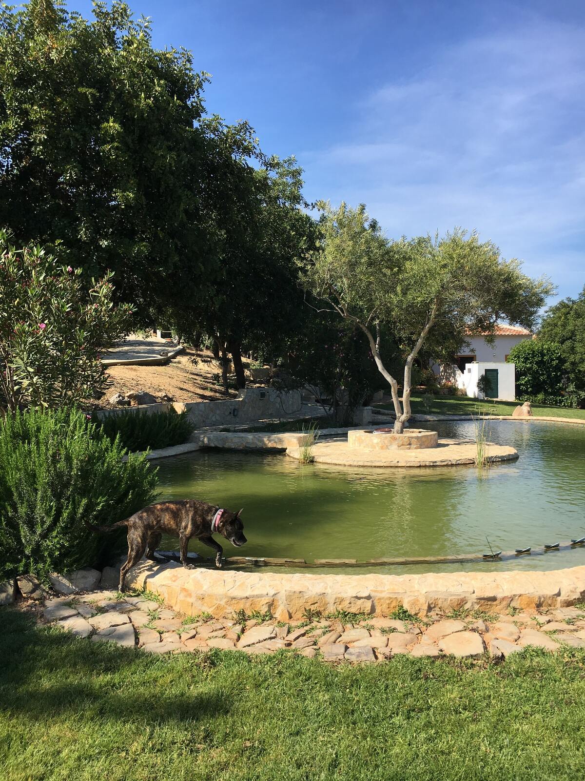 Villa rustique Tavira avec piscine chauffée toute l'année - Photo 17