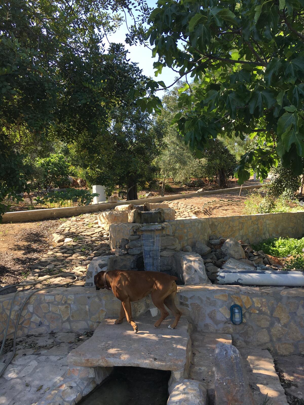 Villa rustique Tavira avec piscine chauffée toute l'année - Photo 27