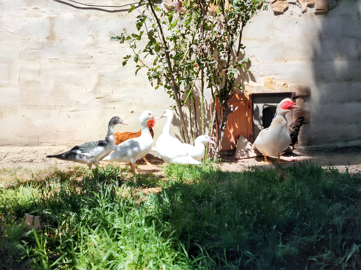 Villa 6 pers. à Vitigudino avec piscine (mai-sept) - Photo 34