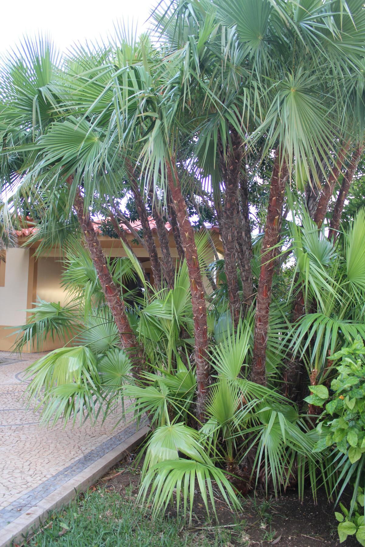 Maison 120 m² vue montagne, jardin clôturé à Porto Santo - Photo 12